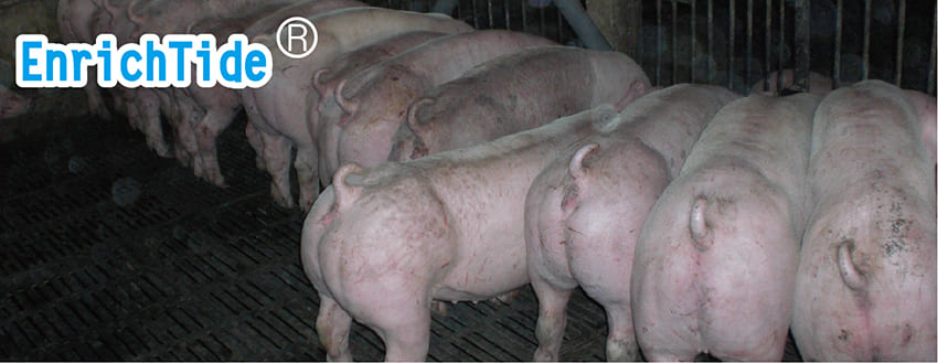 EnrichTide