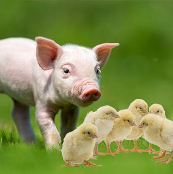 促進生長,豐展生技