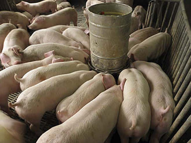 家畜營養添加劑,豐展生技