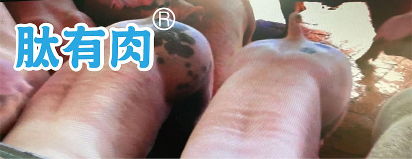 豐展生技的肽有肉