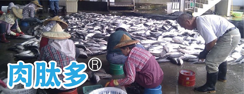 豐展生技的肉肽多